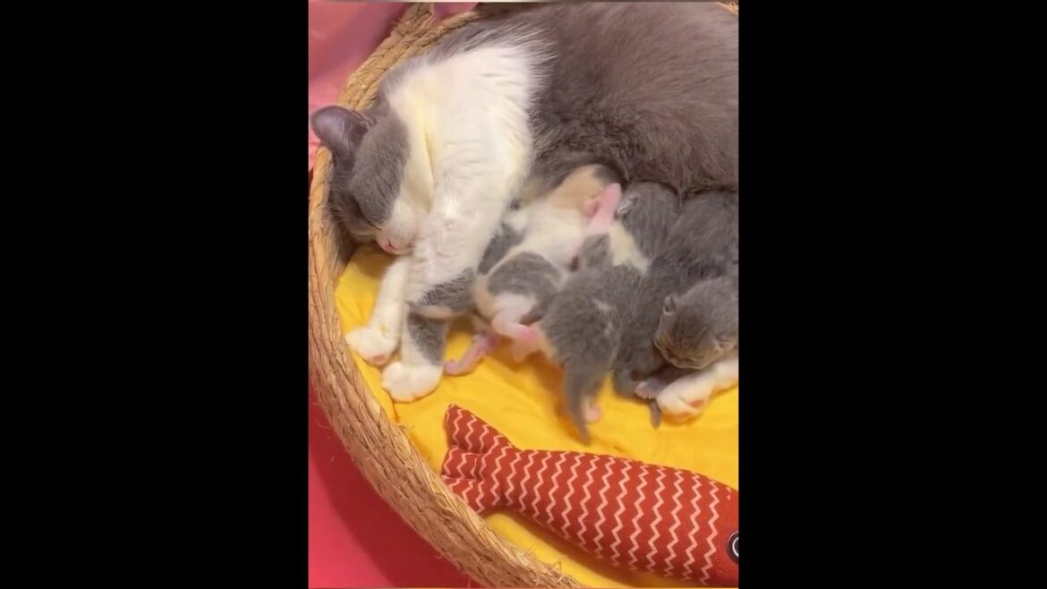 These cats 🐱 and kittens are so cute 🥰 🥰😍😘#shorts #cat #cute #kitten #cuteanimals