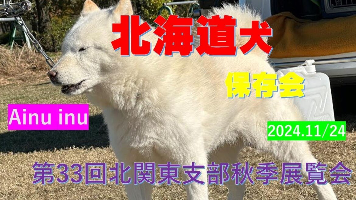 天然記念物北海道犬保存会第33回秋季北関東支部展覧会（福寿犬.幼犬組）（Hokkaido Dog Preservation Society）【Samurai dog TV】