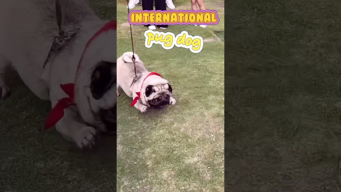 これぞpug dogのリズム🎵#pug dog#パグ#かわいい犬 #犬のいる暮らし