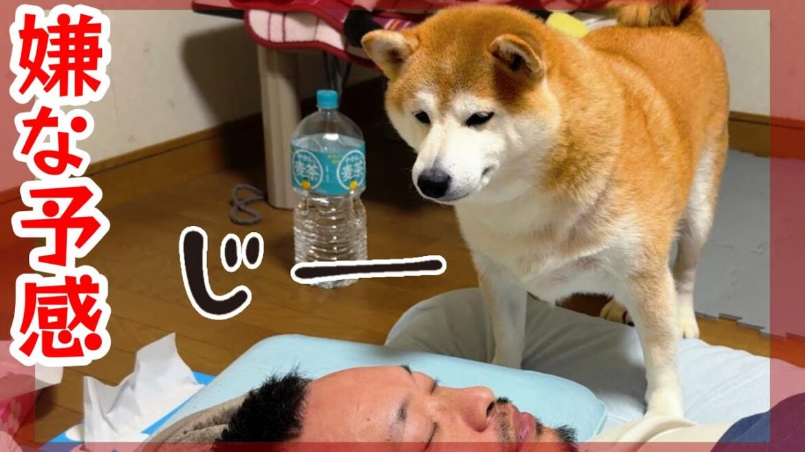 【また大惨事】法事の間 放置した柴犬をほったらかしたまま寝ようしたら…