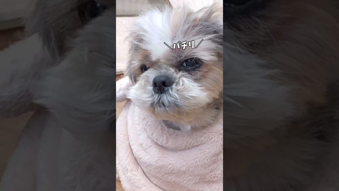 絶対に、なんか言ってるよね❓🐶#シーズー #いぬ #犬 #わんこ #キャンプ