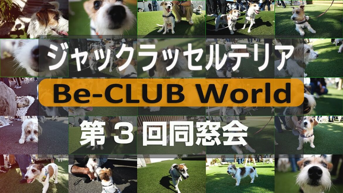 【第3回】ジャックラッセルテリア Be-CLUB同窓会に参加してきました！