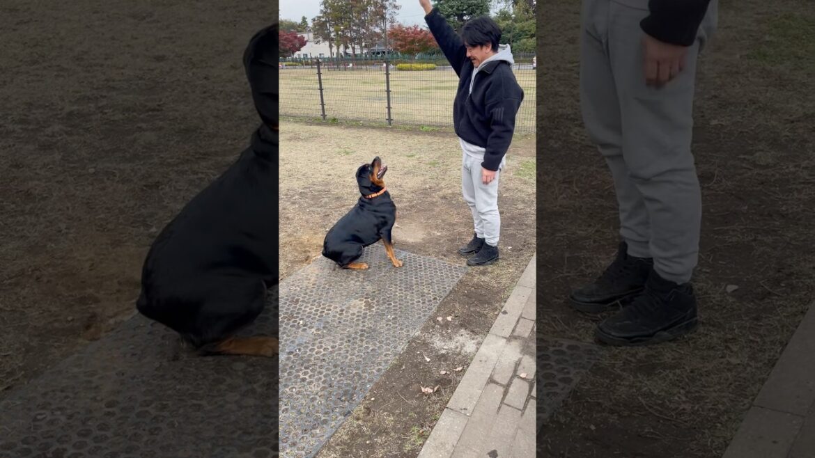 全力でパパとの休日を楽しむロットワイラー