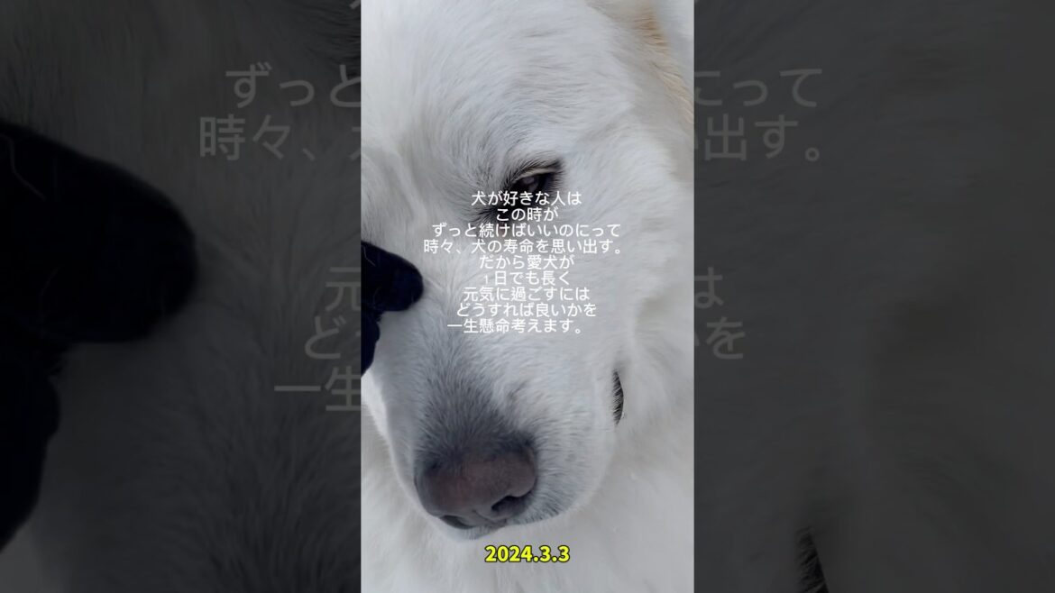 2024.3.3・Instagramリールより　　　　　　　　　　#グレートピレニーズ#GreatPyrenees#犬と暮らす