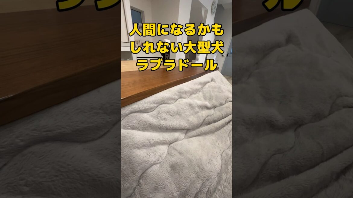 大型犬ラブラドールのコタツでの過ごし方はもはや人… #shorts #shortvideo #ラブラドールレトリバー