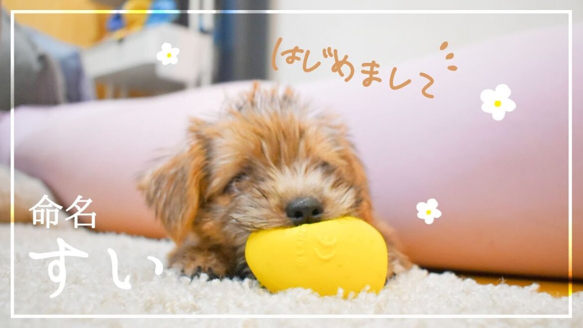 【お迎え】初対面、ノーフォークテリアの子犬が我が家にやってきた【多頭飼い】