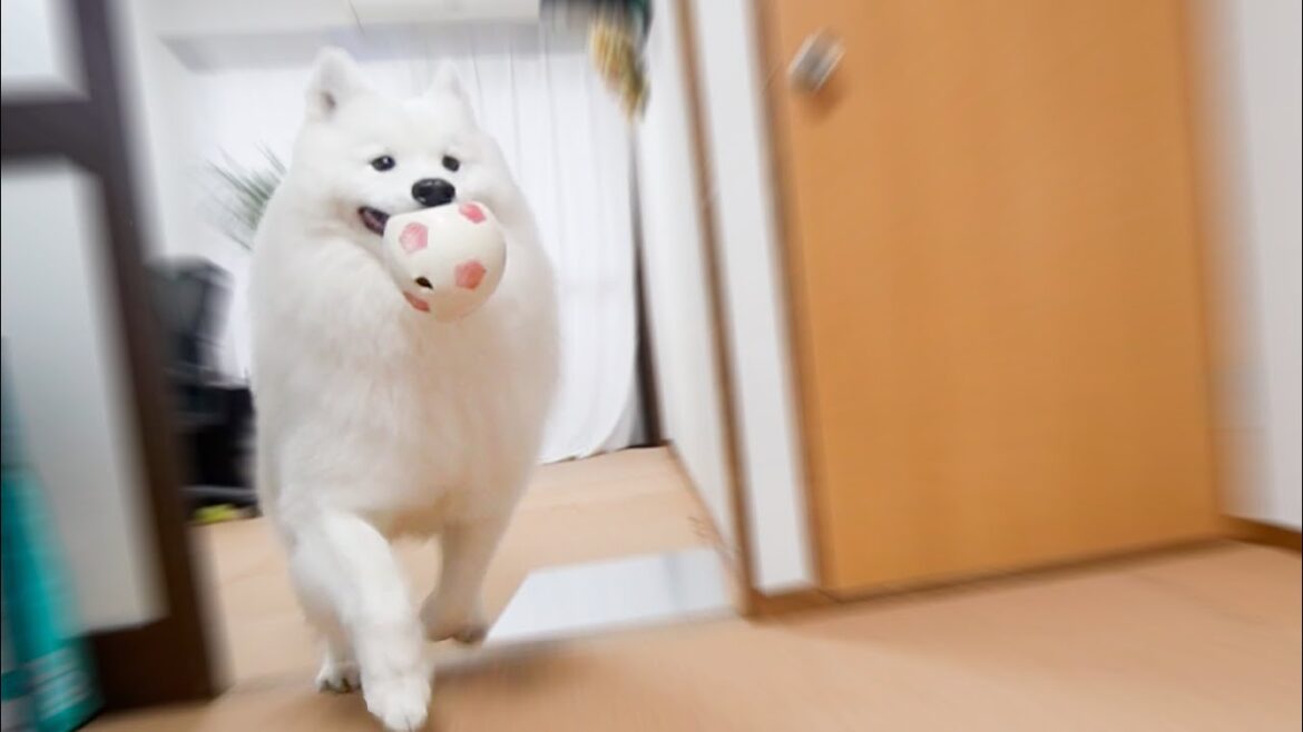 部屋全体にコルクマットを敷きつめたら嬉しさ爆発した犬がかわいすぎました！
