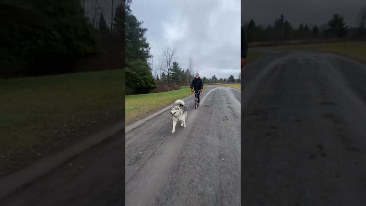 Sojou Sled Dog Pass #sledodgs #malamutelovers #alaskanmalamute