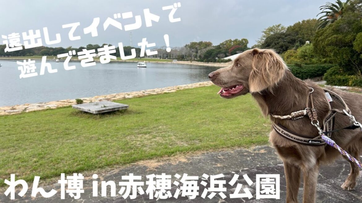 【おでかけ#41】遠出してイベントに参戦してきました！～わん博 in赤穂海浜公園～