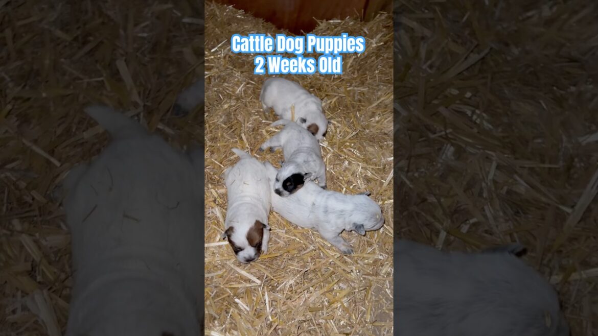 Australian Cattle Dog Puppies - 2 Week Old - Puppy Love #shorts
