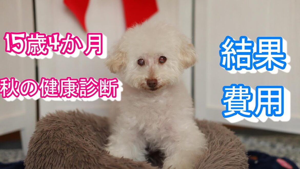 【犬の健康診断】15歳老犬トイプードル 結果と費用
