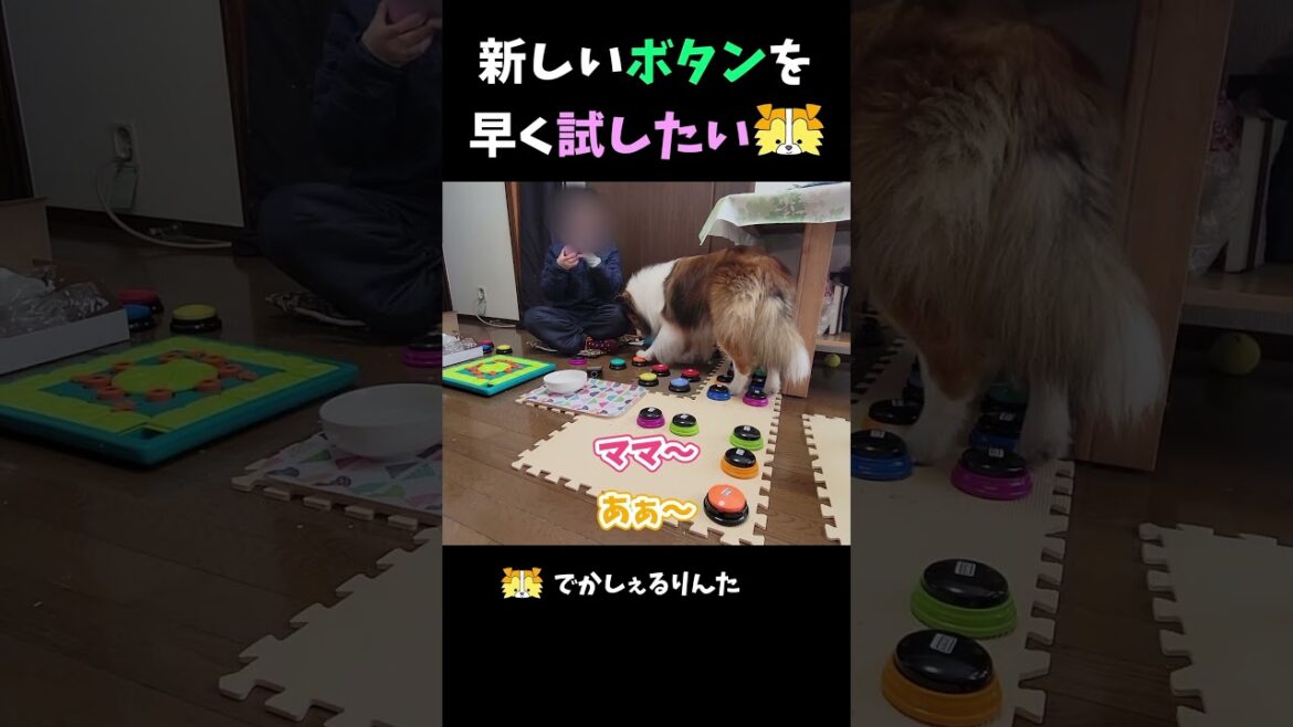 新しいボタンを早く試したいシェルティ【会話ボタンでしゃべる犬】 #shorts #dog 新しいボタンを早く試したいシェルティ【会話ボタンでしゃべる犬】 #shorts #dog