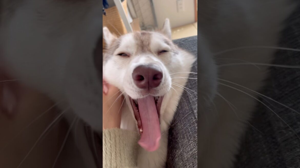 むにゃむにゃしてるハスキーが可愛すぎる… #シベリアンハスキー #ハスキー #ハスキー犬
