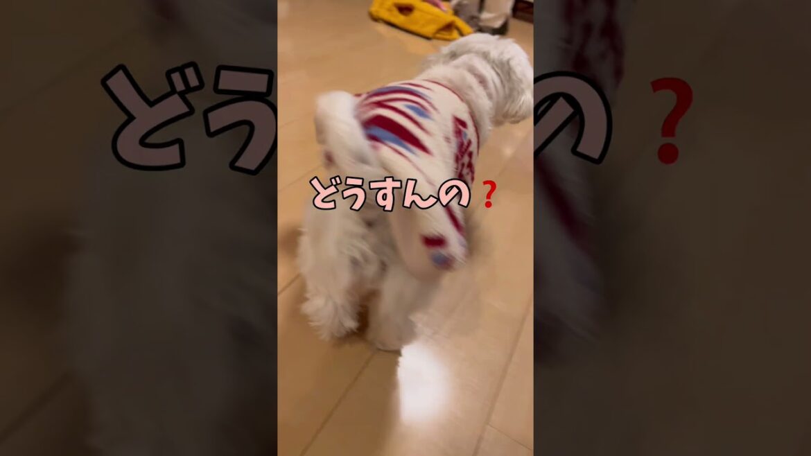 だからさ、聞いてもらってもいい❓🐶#シーズー #いぬ #犬 #マルシーズー #マルチーズ #わんこ だからさ、聞いてもらってもいい❓🐶#シーズー #いぬ #犬 #マルシーズー #マルチーズ #わんこ