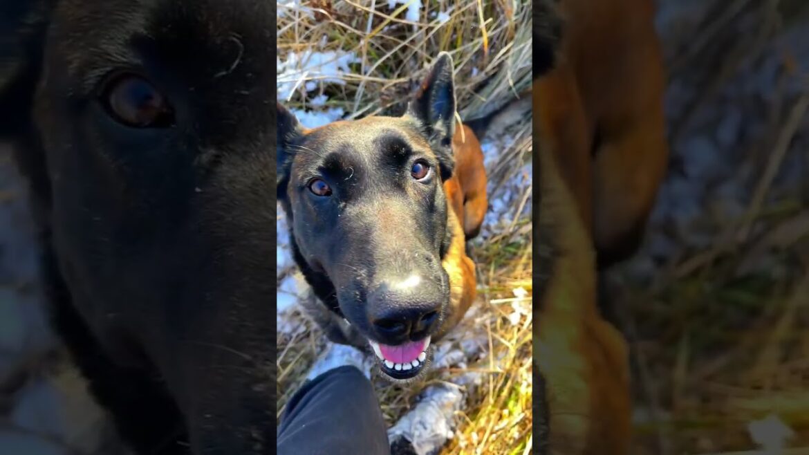 🤍Malinois Linda