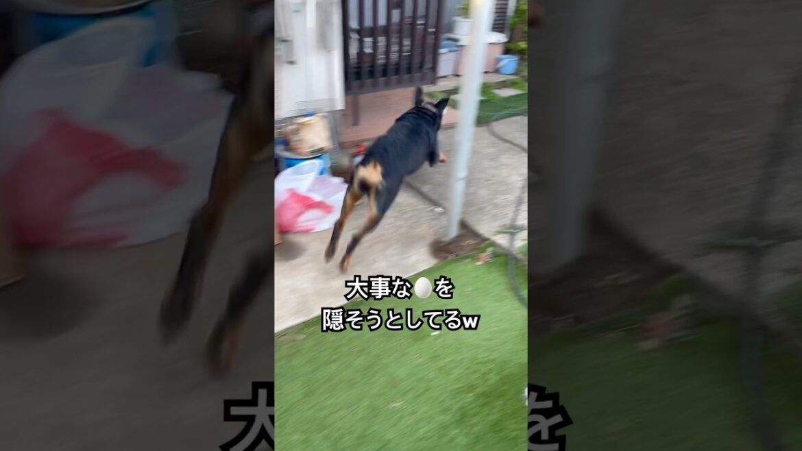 大事な物は死守するロットワイラー