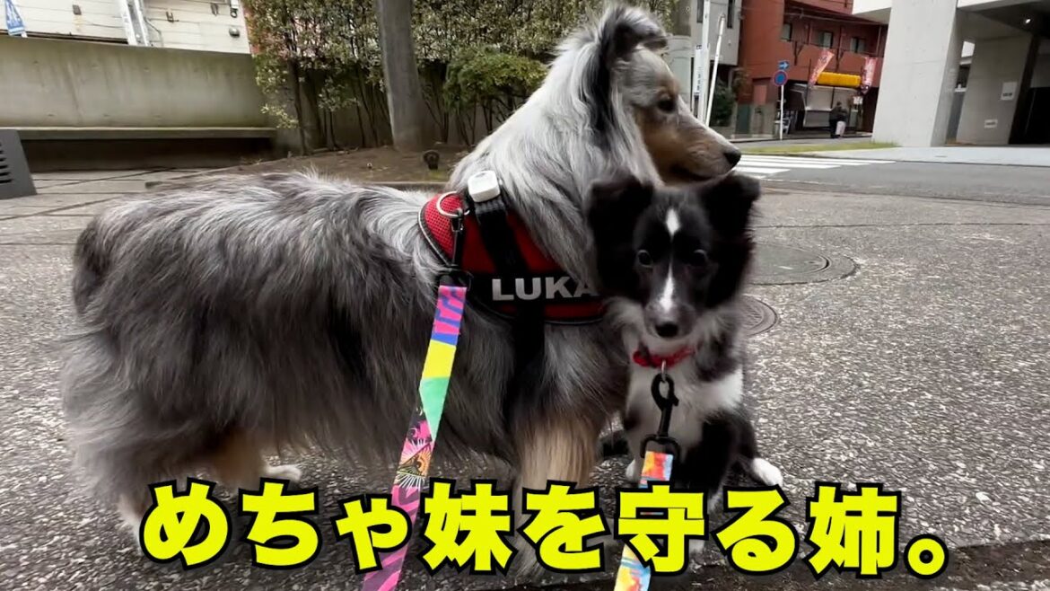 【シェルティ】ツヨカワ妹犬の2度目さんぽ結果は想定外でw＃シェルティ.#ブルーマール. ＃バイブラック.＃シェトランドシープドッグ.＃子犬.＃パピー. #puppy.＃銀色シェルティルカ侍.