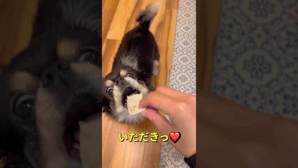 つまみ食い🐶🐶🥬#柴犬 #チワワ #shorts