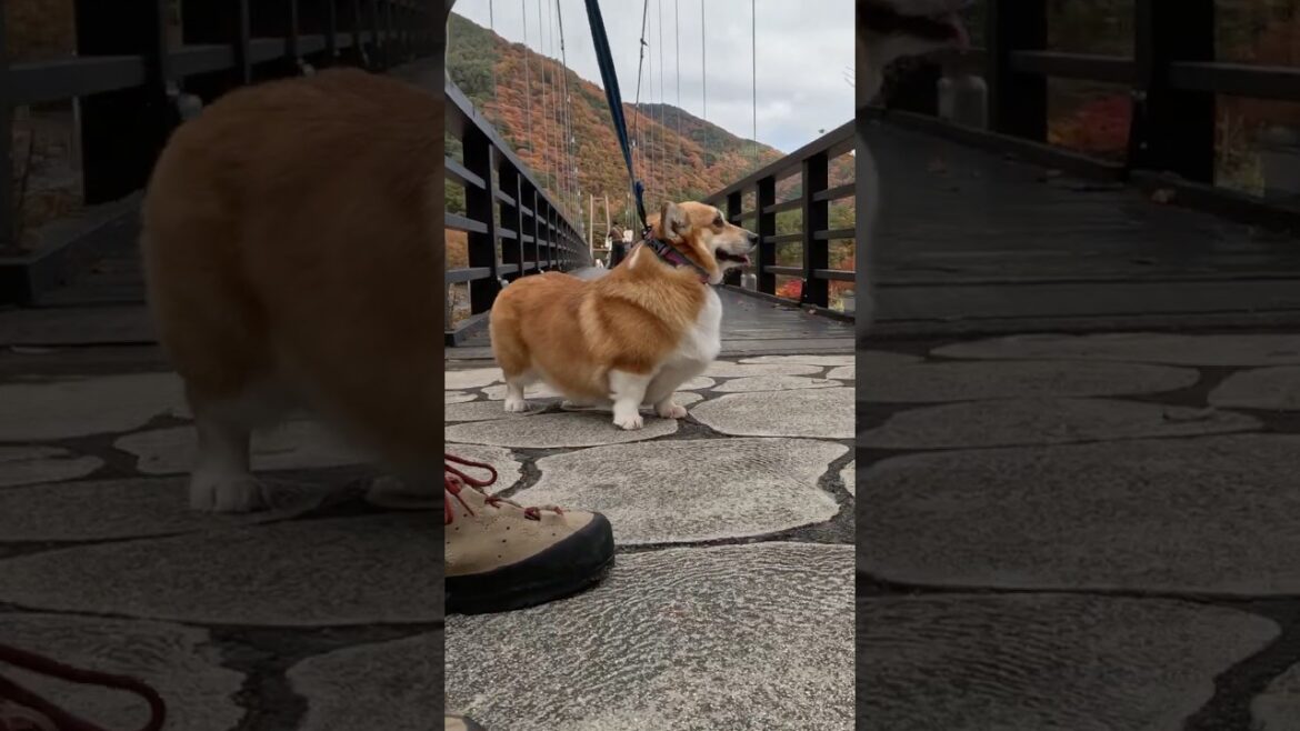 この吊り橋が大好きなコーギー / A Corgi that loves crossing this suspension bridge  #コーギー #サクラ #corgi