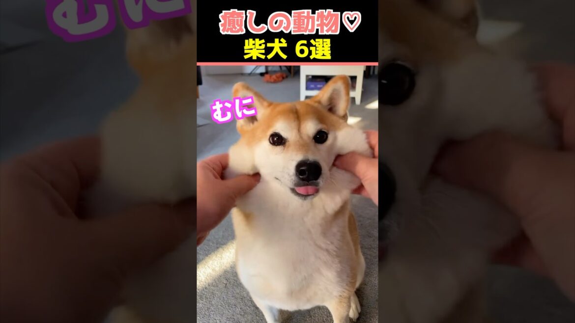 【癒しの柴犬】SNSでバズった動物かわいい犬動画９選！【Healing Shiba Inu】9 Cute Dog Videos That Went Viral on Social Media!