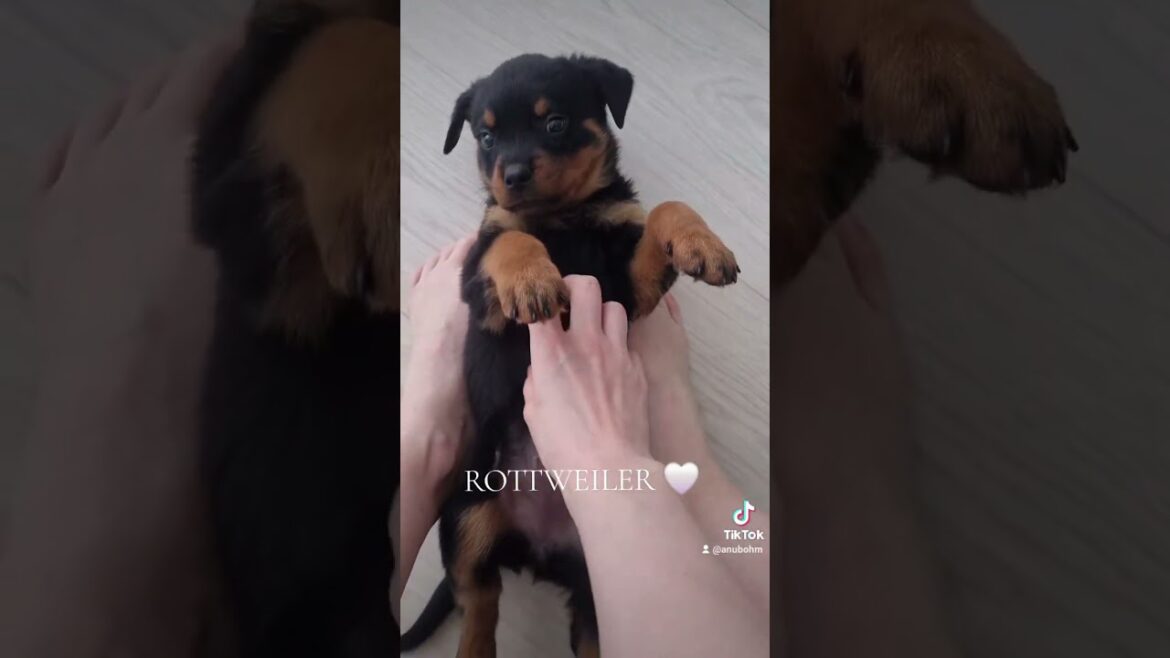 ROTTWEILER ELLI 8VK #puppy