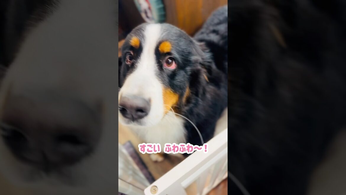 フワフワ度UP！シャンプー前後のバーニーズ✨