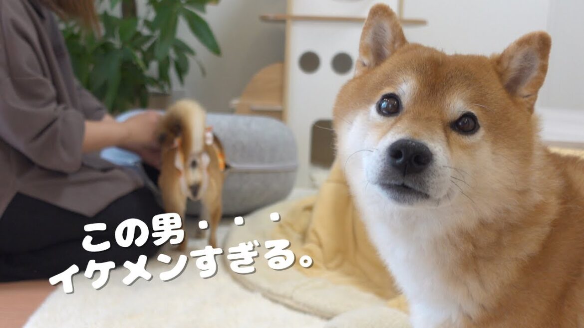心温まる兄妹愛！手術後の妹を癒す柴犬兄がイケメンすぎました。。