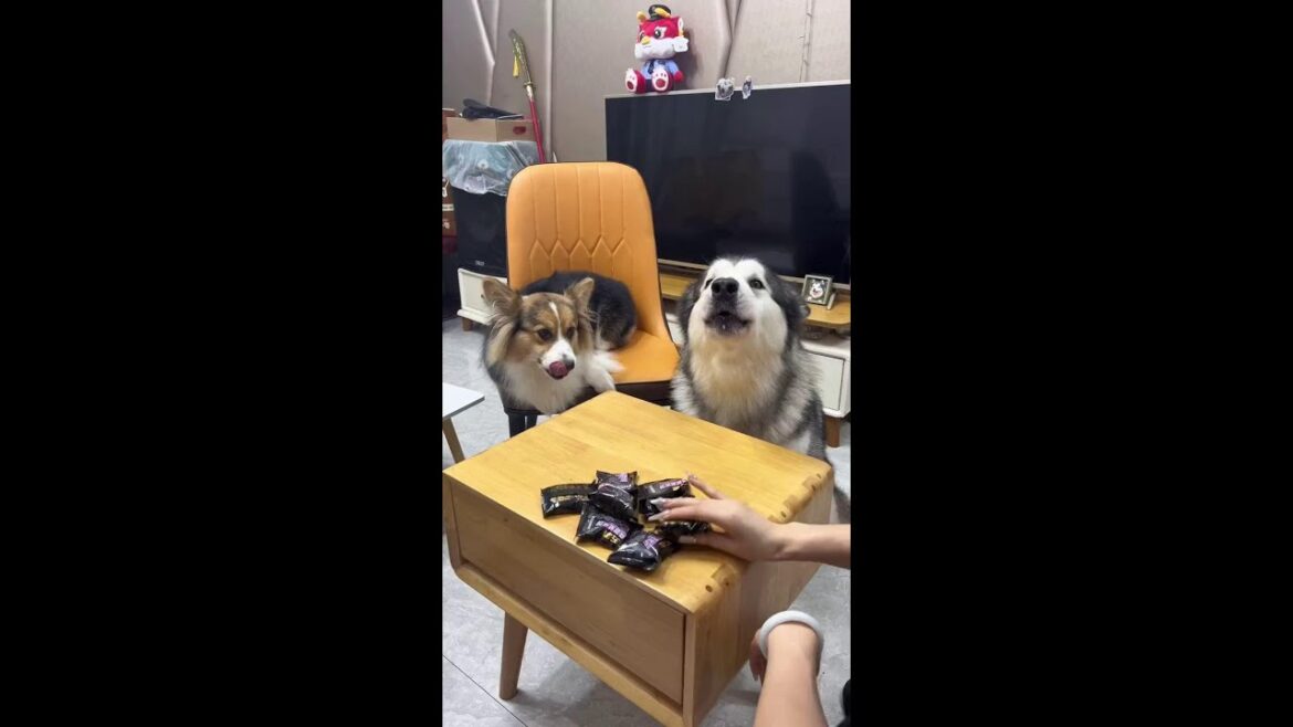 没见过这么忽悠狗的 #万物可爱计划 @抖音小助手