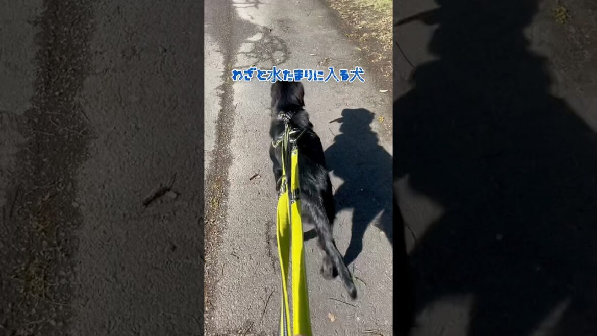 小学生の頃やってたよ #フラットコーテッドレトリバー #dog #子犬