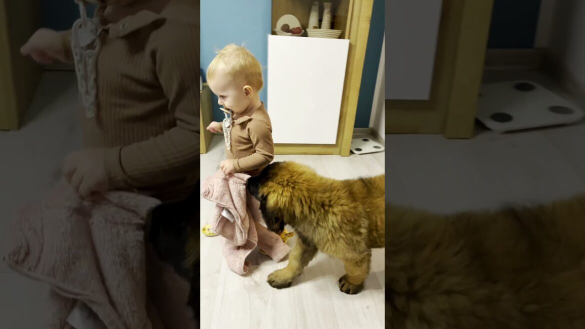 Catch me if you can 🐶👶🏻 #leonberger #puppy #dog #cute #shorts  #baby