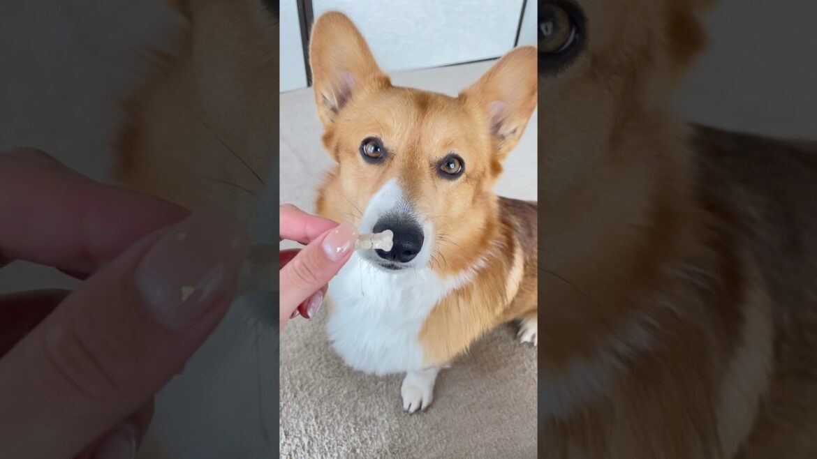 うまうまのおやつにヨダレが止まりません #shorts #コーギー #犬 #おすすめ