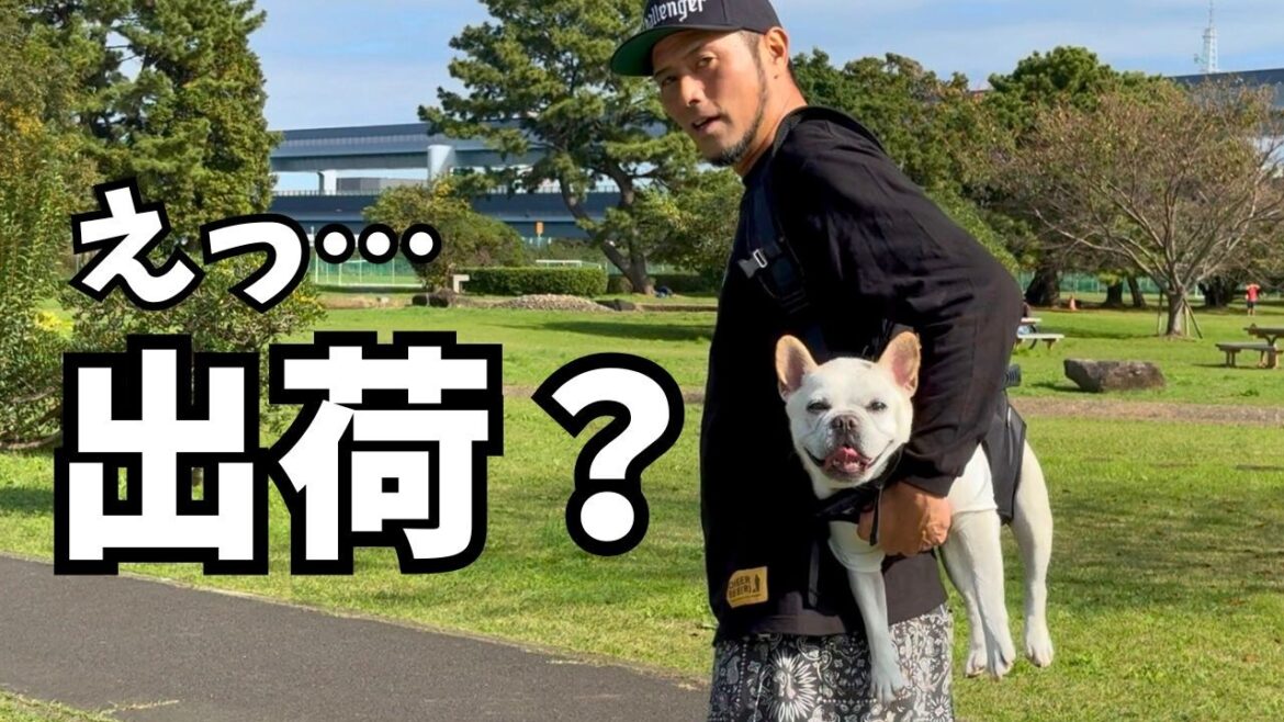 【Giipet】の背負えるハーネス使ってみた! 【Giipet】の背負えるハーネス使ってみた!