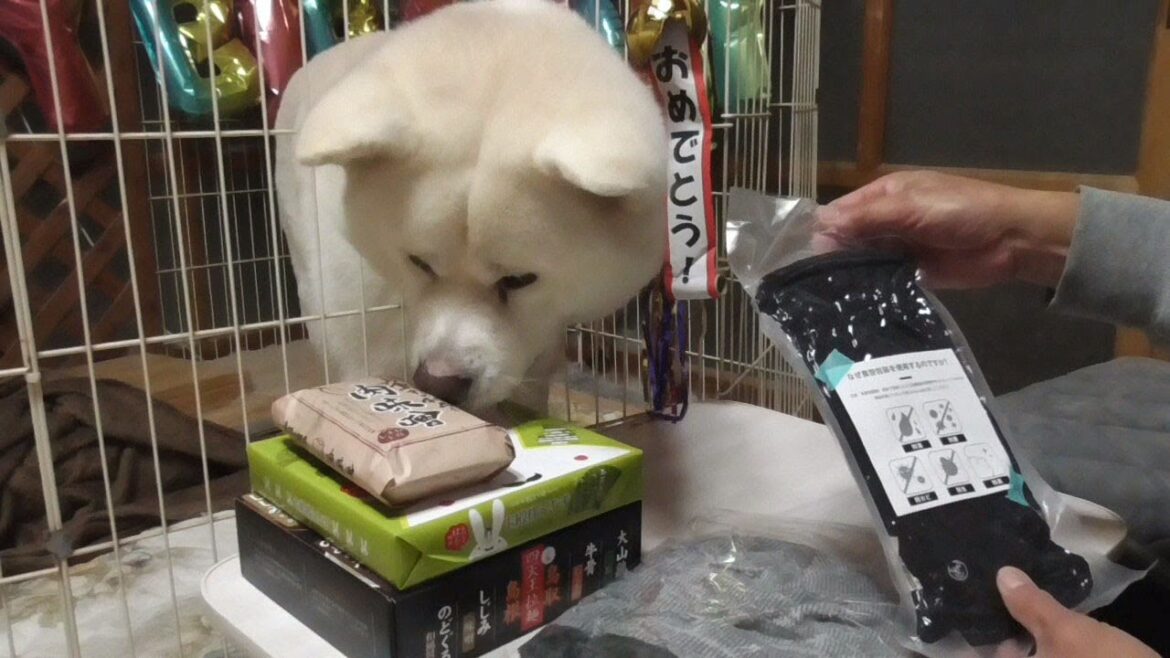 【秋田犬ゆうき】美味しそうなケーキと一緒に七歳の誕生日をお祝いして貰いました♪【akita dog】