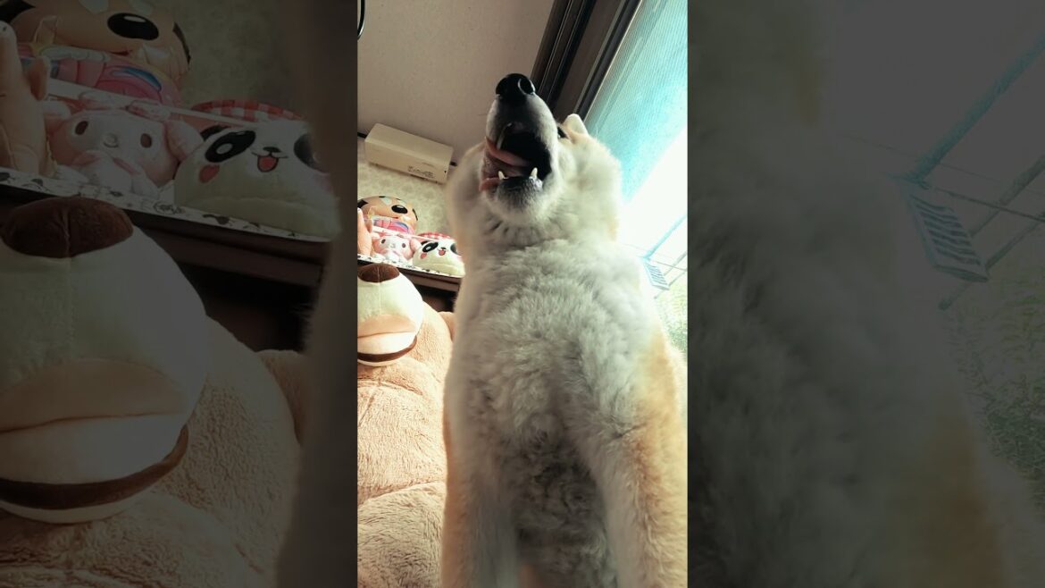 柴犬を下から見る【介助犬と桃にゃん】 #柴犬介助犬 #介助犬るな #介助犬と桃にゃん #介助犬 #shiba #dog #cutedog