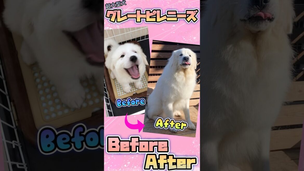 【衝撃の差⁉︎】超大型犬グレートピレニーズのビフォーアフターが可愛いすぎた件🐻‍❄️💕 #shorts
