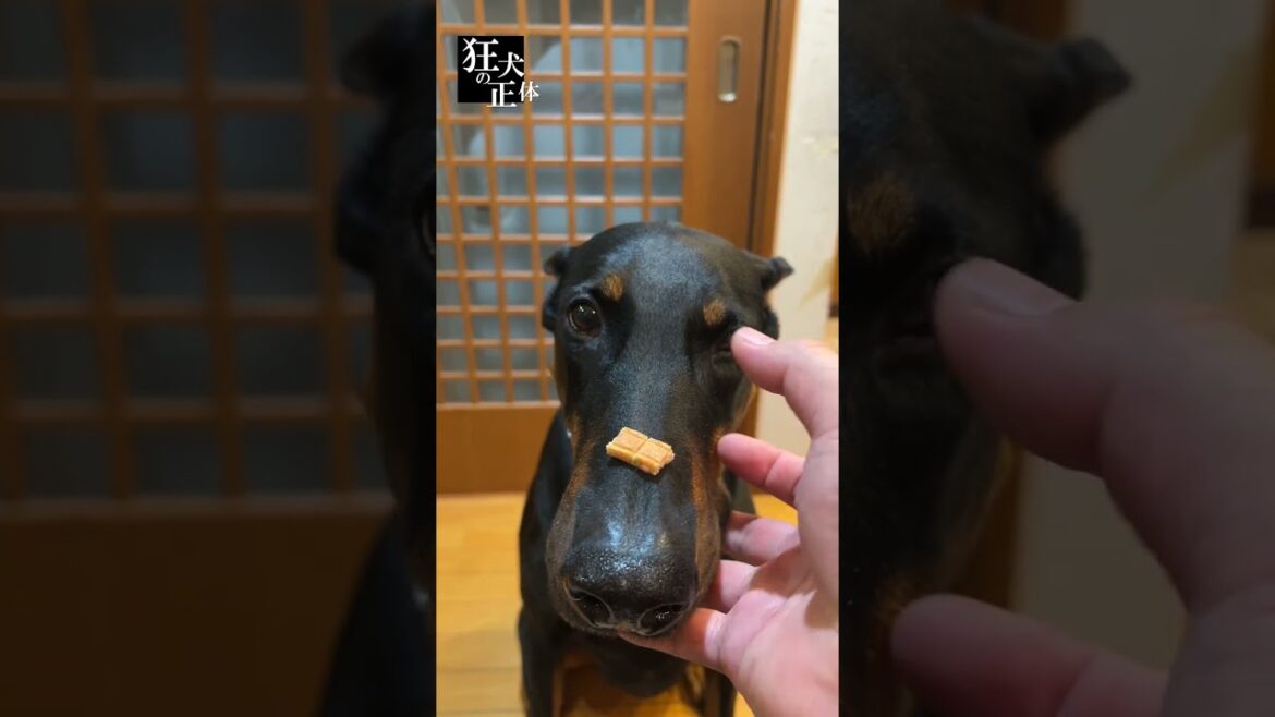 同じ失敗を二度繰り返さないドーベルマン