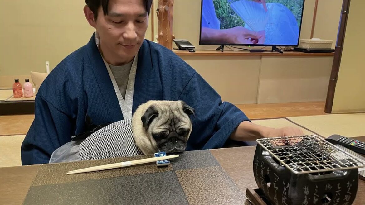 パグのパグゾー　伊豆修善寺のペット可　温泉旅館に泊まったよ　Pugzo the pug staying at a pet friendly hot spring Ryokan in Shuzenji