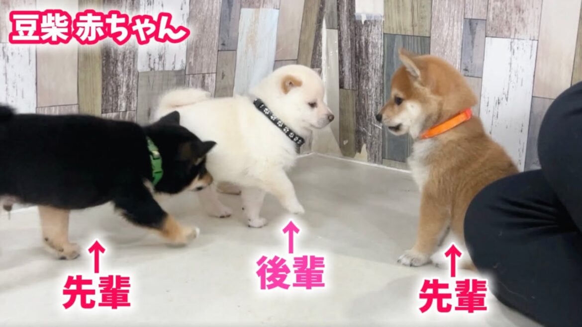 【豆柴犬】初対面！激カワなしろくま4兄妹が初めて生後半月先輩の赤ちゃんたちと一緒になった時の反応！【子犬と癒し】まめしば亭ブログvlog