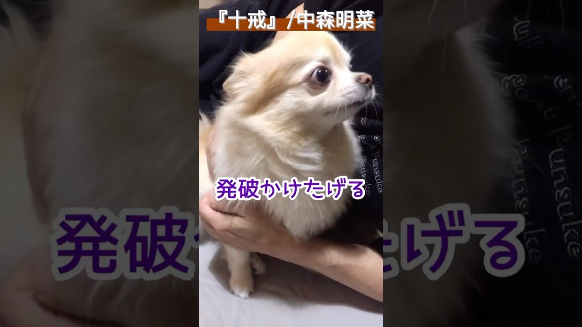 【ぷん助】十戒チワワ #shorts #chihuahua #チワワ #十戒 #中森明菜 #犬のいる生活 #ロングコートチワワ #ぷん助