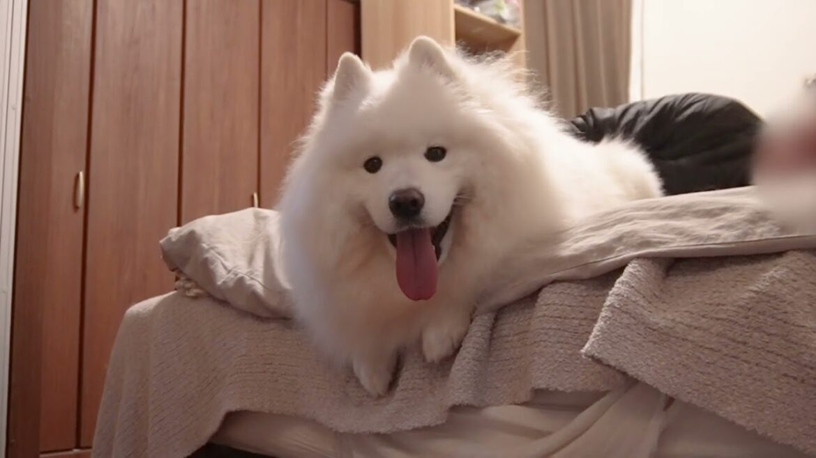 サモエド犬の愛情表現!全力甘えモードw サモエド犬の愛情表現!全力甘えモードw