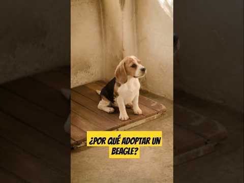 ¿Por qué adoptar un Beagle? ¡Descubre sus cualidades! #Beagle #AdopciónDePerros #RazasDePerros ¿Por qué adoptar un Beagle? ¡Descubre sus cualidades! #Beagle #AdopciónDePerros #RazasDePerros