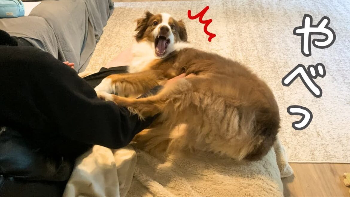 ソファーのギリギリラインを攻め込んで、案の定な結末を迎える犬｜お父さんを娘に取られてご立腹｜オーストラリアンシェパード