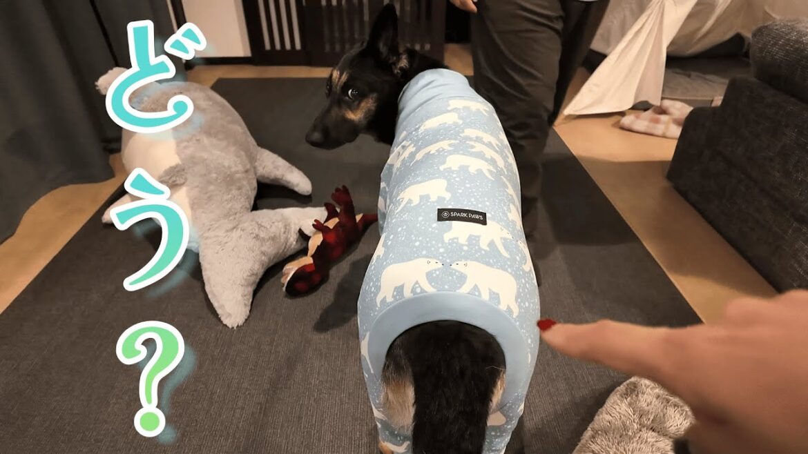 インスタ広告で話題のSPARK PAWSで愛犬の服を買ってみた結果・・・！
