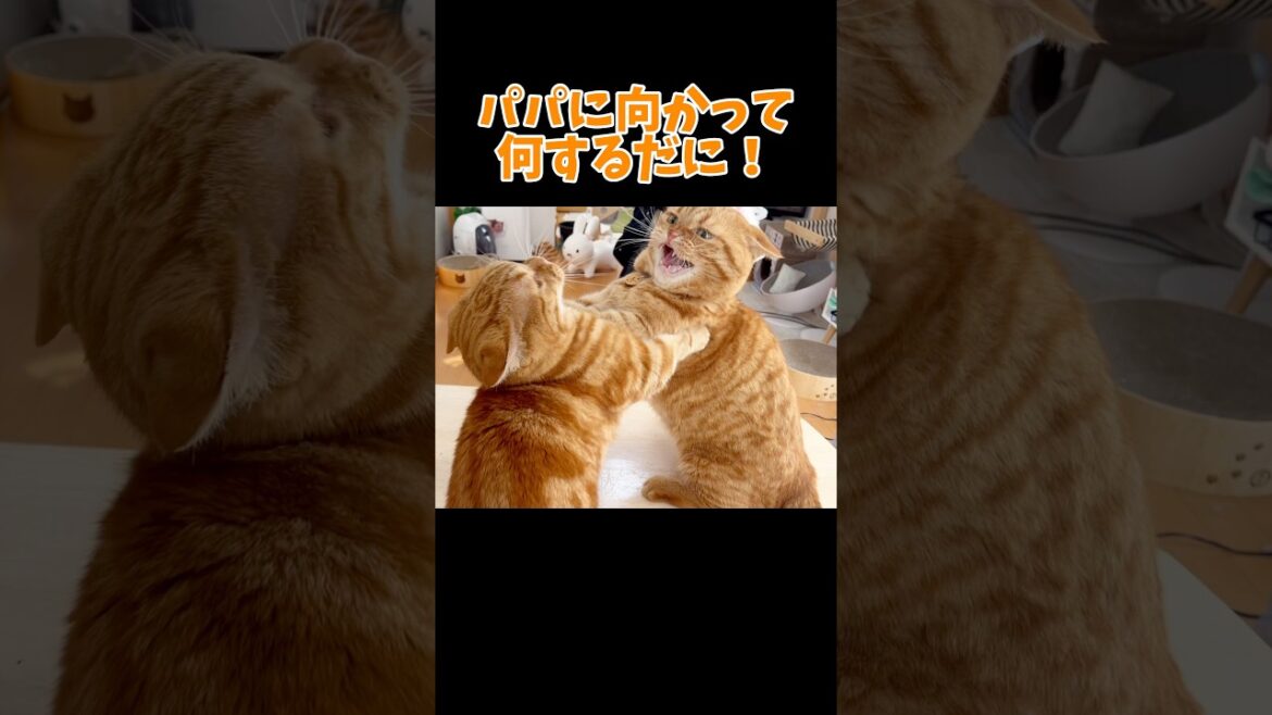 茶々史上最大の逆ギレ #猫 #マンチカン #shorts