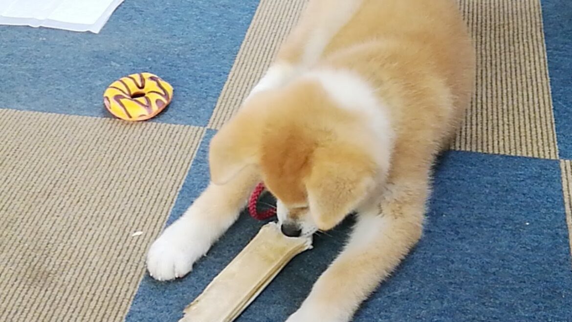 ひめちゃん配信！
