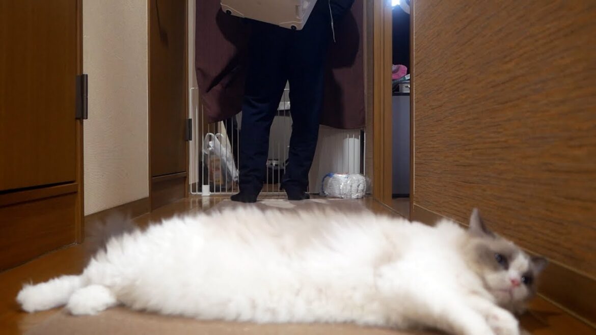猫大好きおじさんが釣りから帰ってきたら、ラグドールがクネクネし始めました😂