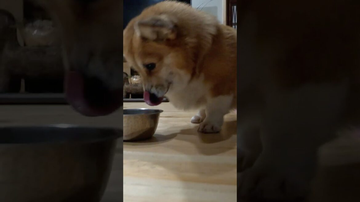食べ終わったコーギー / A corgi that has just eaten #コーギー #サクラ #corgi