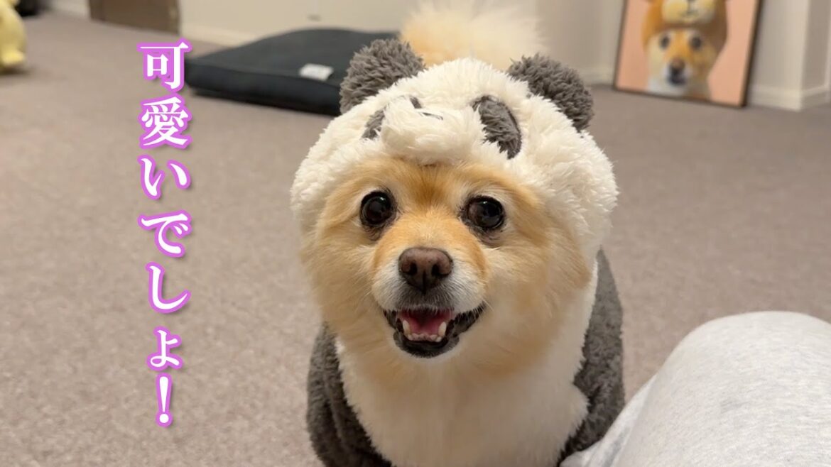 愛犬に新しい洋服をプレゼントした結果こうなりました…笑