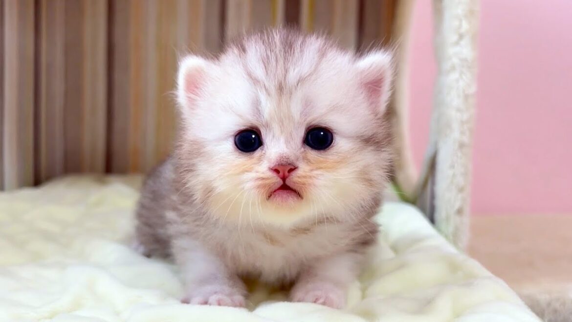 【マンチカンの子猫】ママを汚していく子猫達だが、気にせず遊んでる件 ～猫のいる生活Vol.1050～出産動画 マンチカン短足・ミヌエット・ペルシャ猫専門ブリーダー『ペット蔵人』【子猫の成長記録】
