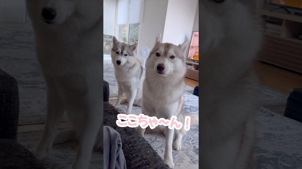 うちのハスキーの甘え方が独特すぎる… #シベリアンハスキー #ハスキー #ハスキー犬 うちのハスキーの甘え方が独特すぎる… #シベリアンハスキー #ハスキー #ハスキー犬